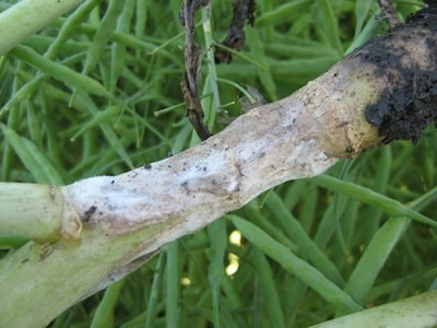 Sclerotinia stem rot at the base of a canola stem. Source: Anastasia Kubinec, MAFRI