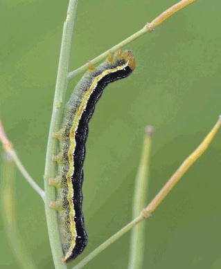 Mature bertha armyworm. Source: Roy Ellis