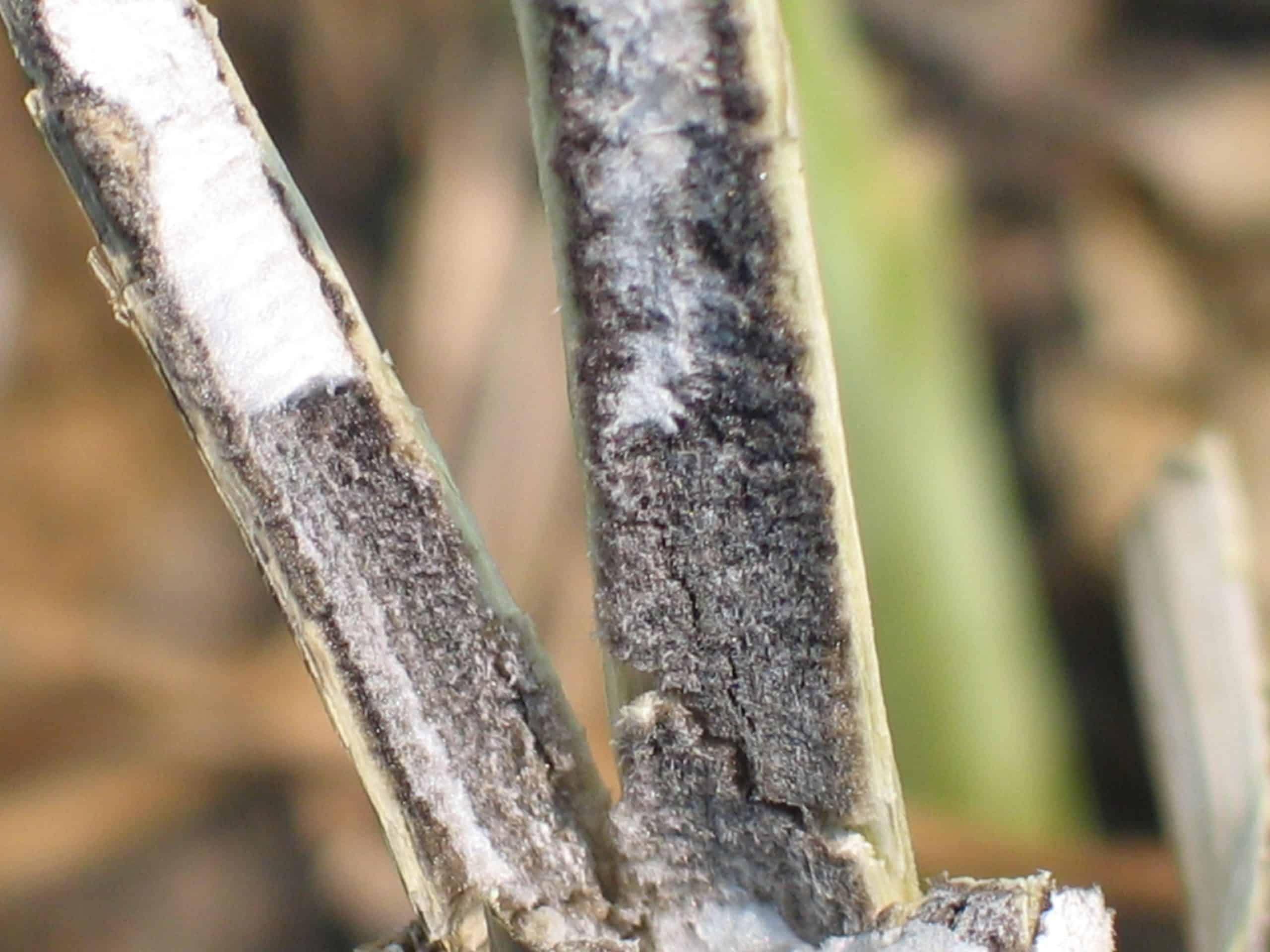 blackleg basal lesion