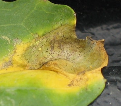 Blackleg lesions on leaves eventually spread to stem base. Look for tiny black spots inside the lesion.