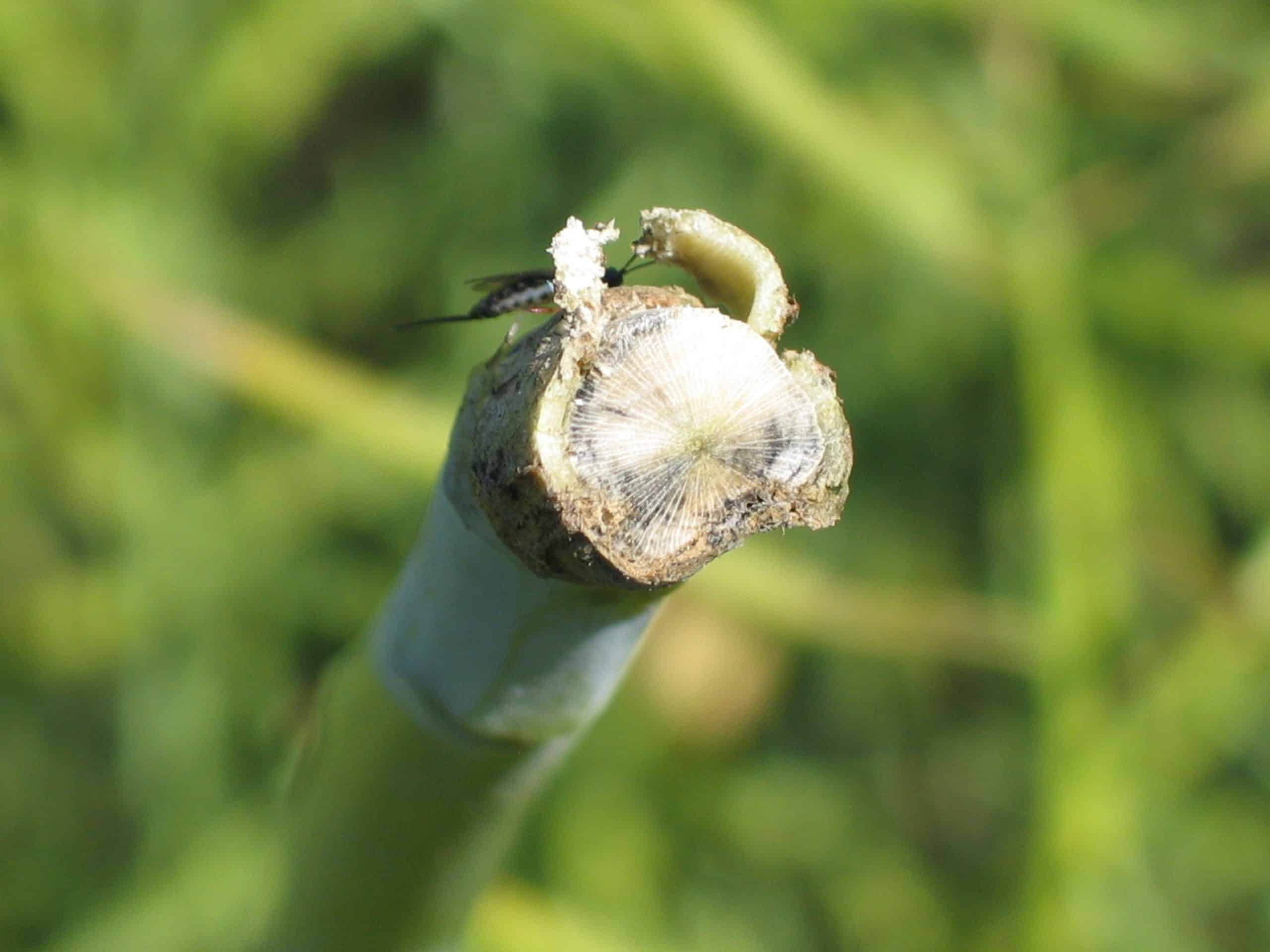 blackleg stem