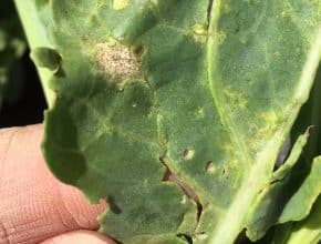 blackleg (disease) lesion on a canola plant