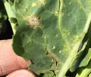 Blackleg lesion. See more photos below. Credit: Justine Cornelsen