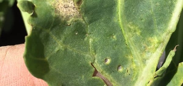 blackleg (disease) lesion on a canola plant