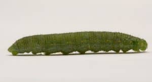 Cabbage butterfly larva. Credit: Alberta Agriculture and Forestry