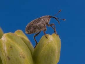 Cabbage seedpod weevil