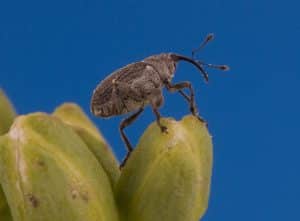 Cabbage seedpod weevil. Credit: S.J.Barkley, Alberta Agriculture and Forestry