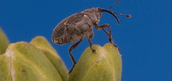 Cabbage seedpod weevil