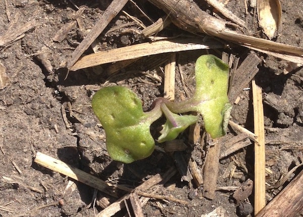 Wait for signs that canola plants have started regrowing before spraying after a frost.