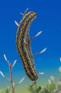 Checkered white butterfly larva. Credit: Alberta Agriculture and Forestry