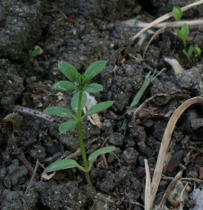 Cleavers seedling. This is the size to spray. Source: Clark Brenzil