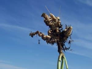 clubroot