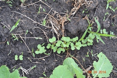 cotyledons in row small