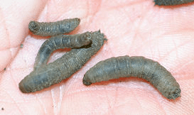 cranefly larvae (leatherjackets)