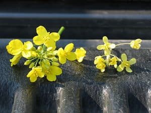 Sulphur deficient flowers on the right, normal on the left.