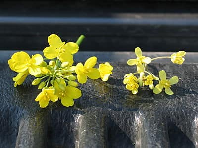 Pale flower colour can hint at sulphur deficiency. This photo shows sulphur deficient flowers on the right, normal on the left.