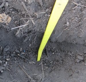 cw2-image-crop-establishment-ungerminated-seed-within-furrow-1-brocke