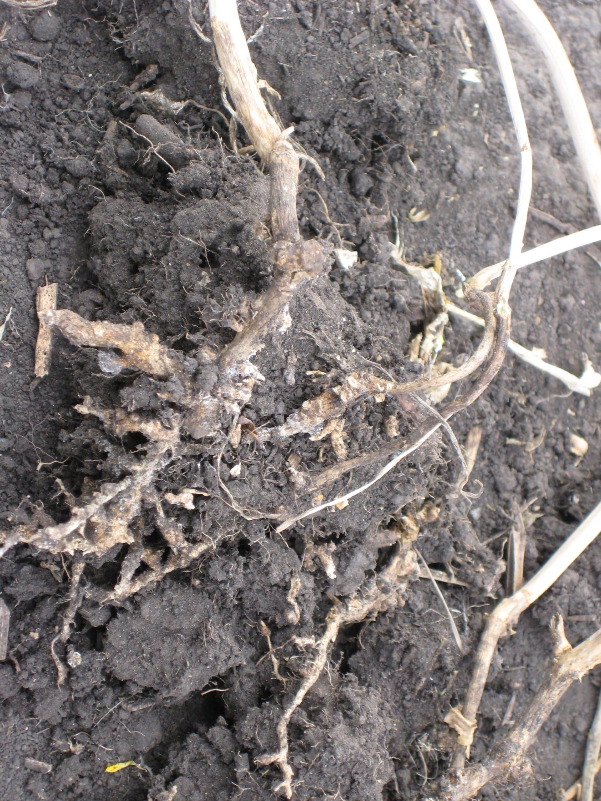 cw2-image-diseases-clubroot-galls-necrotic-1-martinkat