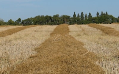 Canola can be ready to go in less than two weeks, especially if it was cut at 60-70 seed colour change.