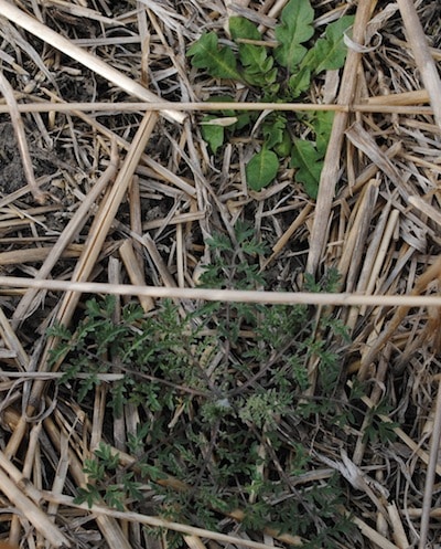 Stork's bill (bottom) and dandelion (top)