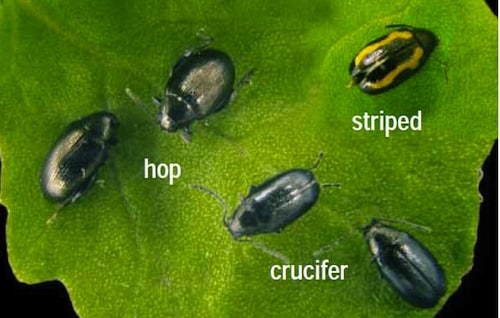 flea beetles 3 species small