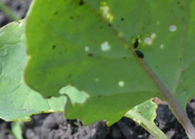 Flea beetles feeding on underside of leaf.