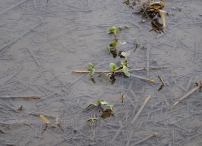Canola can handle about three days like this before plants start to die.