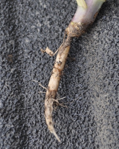 Root rot. This will eventually pinch off leaving a cone shape.