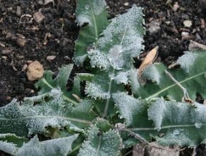 fall frost