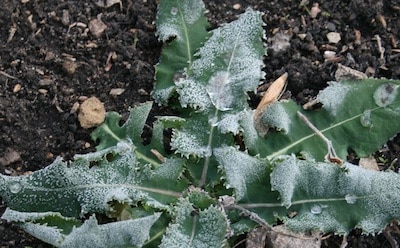 frost on dandelion