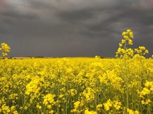 Fungicide applied late in the window can provide valuable protection from sclerotinia stem rot if flowering is extended or if conditions become more conducive to disease.