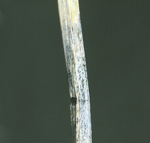 grey stem
