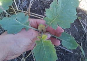 Group 2 damage to canola