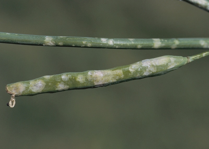 hail damage