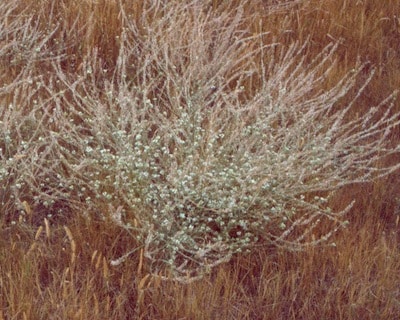 Hoary alyssum mature. Source: Clark Brenzil