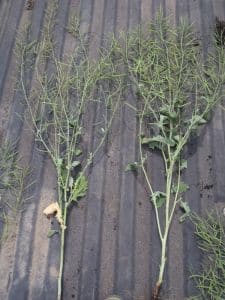This shows the reduced vigour and seed set associated with a late glyphosate application (left) versus no late application (right).  Photo credit: Tess Strand