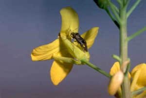 L. lineolaris