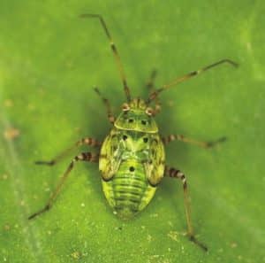 Count these lygus nymphs, which have telltale black dots, when doing sweep net counts for lygus. Source: Roy Ellis