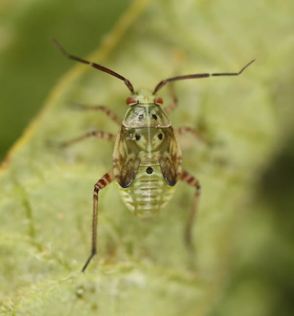 This close up of a third instar shows the wingpads developing on the back. Count these. Credit: Dan Johnson