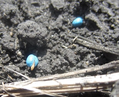 Here are the broadcast 5440 seeds emerging on the soil surface. Harrowing did not cover all seeds.