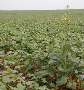 Many canola crops have plants at multiple stages of growth. This field was reseeded due to frost, but some of the originals survived. 