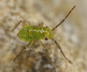 Here's a close up view of this early instar lygus. Don't count these. Credit: Dan Johnson