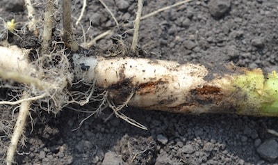 Root maggot damage.