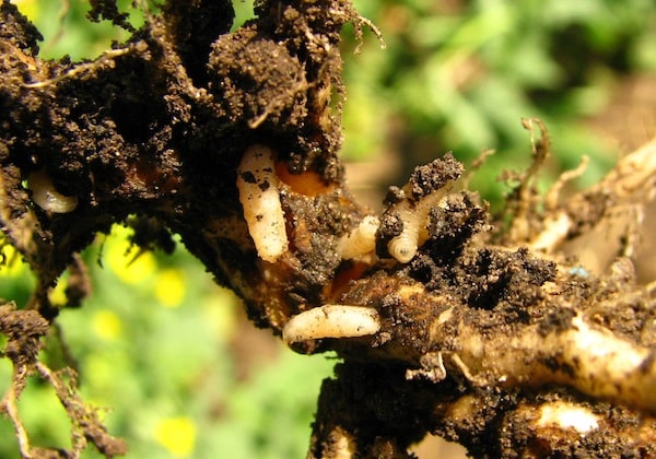 You might be seeing more root maggots this year, but they're not really something that can be controlled in crop.