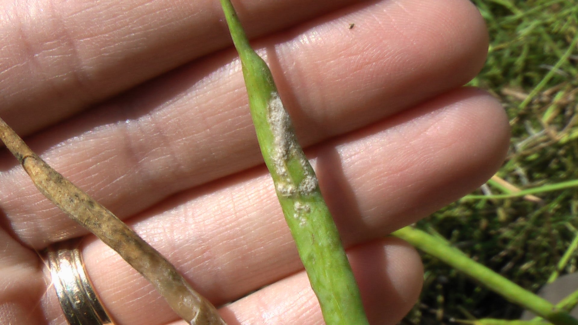 sclerotinia-infected-pods