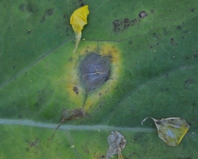 Sclerotinia stem rot infection starts as leaf or stem infection around a rotting petal.