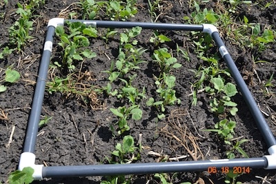 Second plant count has lower numbers than the first count.
