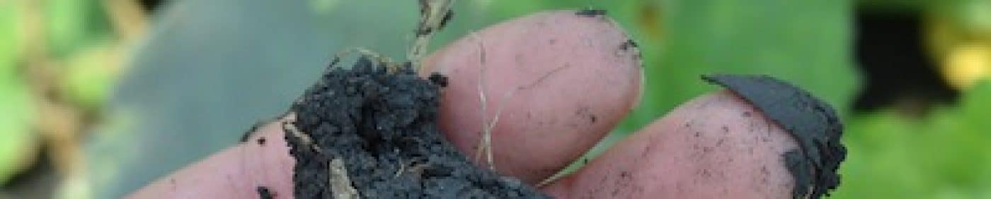 hand holding soil over a canola crop