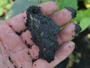 hand holding soil over a canola crop