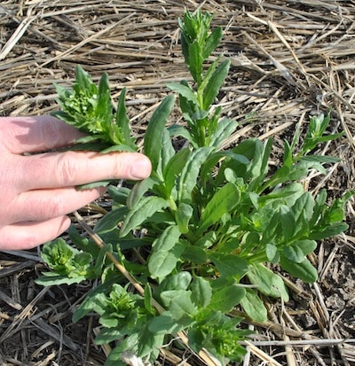 Stinkweed is one of many weeds that can host clubroot.